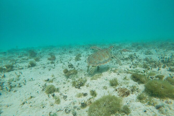 Private Snorkel With 2 Stops in Aruba - Eco-Friendly! - What To Expect