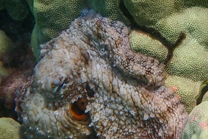 Private South Maui Turtle Town Snorkeling and Kayaking Tour - The Sum Up
