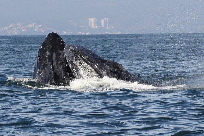 Private Whale Watching Tour in Puerto Vallarta - The Sum Up