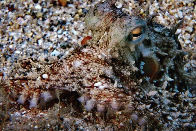 Scuba Diving in Naxos, Greece - The Sum Up