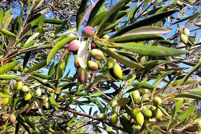 Semi Private Wine and Olive Oil Tour (Transfer & Lunch Incl.) - Common Questions