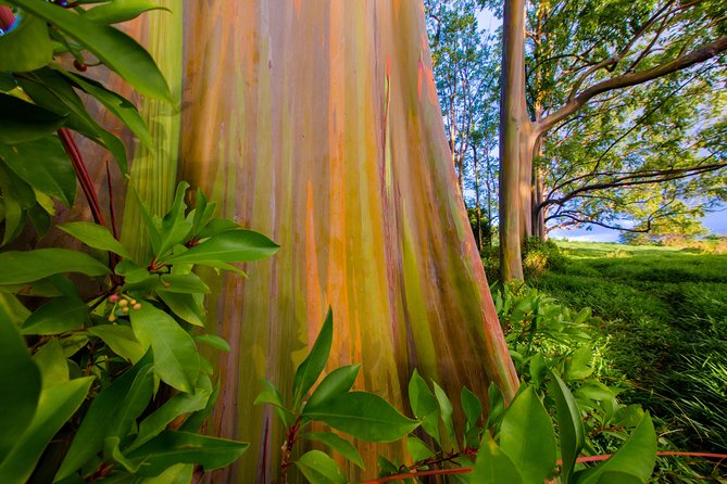 Shaka Guide Maui "Classic" Road to Hana Audio Driving Tour - The Sum Up
