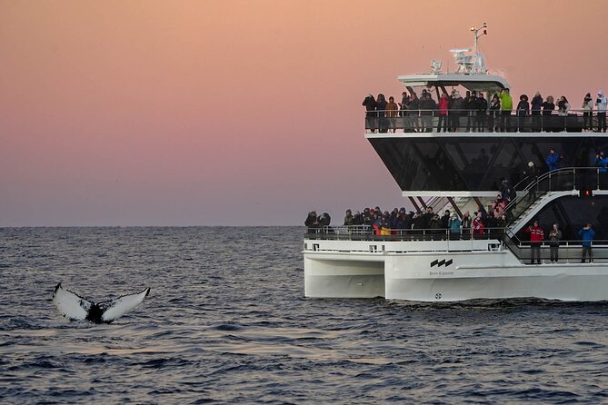 Silent Whale Watching - Drawbacks and Recommendations for Improvement