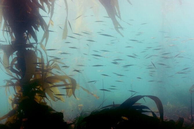 Small-Group 3-Hour Snorkeling Tour of Sitka Sound - Common Questions
