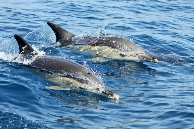 Small-Group Dolphin Watching in Lisbon - Details of the Dolphin Watching Cruise