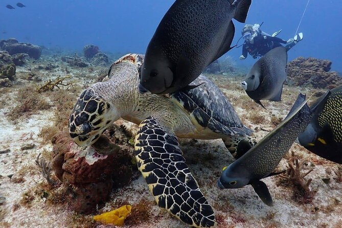 Small-Group Introductory Scuba Dive in Cozumel - Common Questions