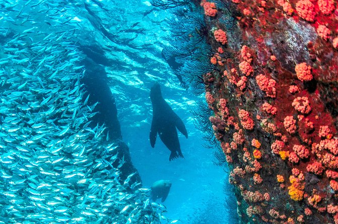 Snorkel & Sea Lion Adventure in Espiritu Santo Island - The Sum Up