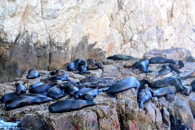 Snorkeling and Whale Watching Tour in Cabo - Booking Information