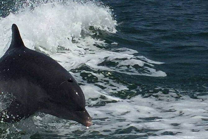 Sunset and Dolphin Tour, Fort Myers Beach and Sanibel Lighthouse - Common Questions