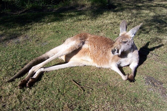 Swan Valley Private Tour - The Sum Up