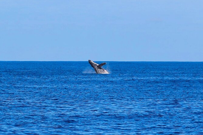 Swim With Dolphins & Turtles in West Oahu (Semi-Private Tours) - Meeting and Pickup Details