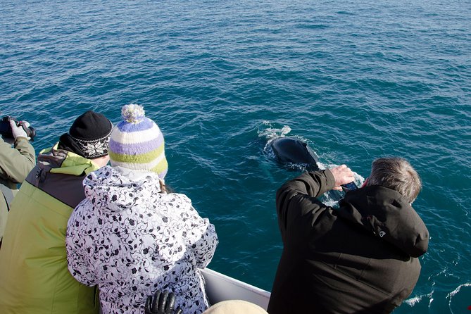 The Original Classic Whale Watching From Reykjavik - Cancellation Policy