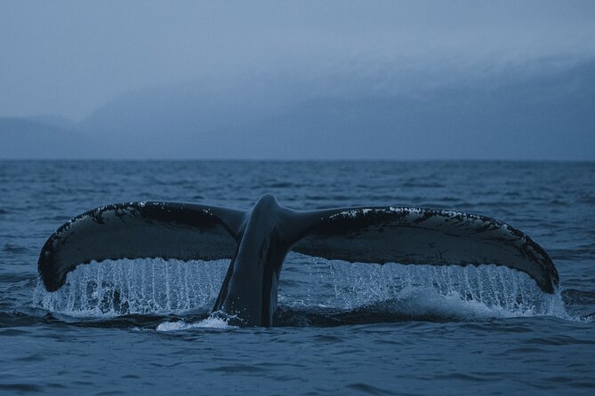 Tromsø: Skjervøy RIB Whale Watching Tour With Drinks & Snack - Common Questions
