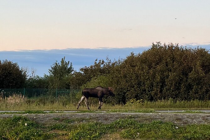 Ultimate Anchorage Winter Wildlife & Sunset Tour - Common Questions
