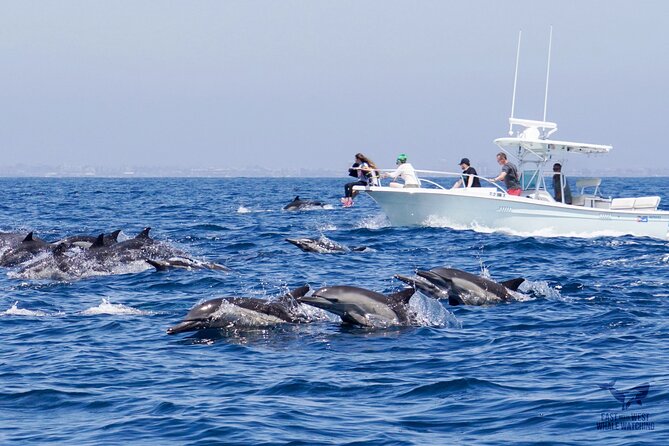 Ultimate Whale and Dolphin Watching in Newport Beach, 6 Person Maximum - Non-Refundable Experience, No Cancellations or Amendments