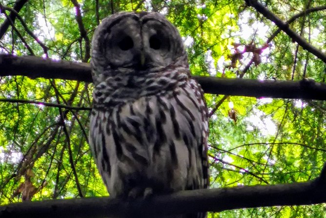 Vancouver Island Rainforest Guided Hike With Private Guide - Booking Information