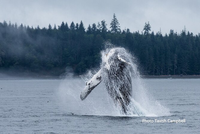 Vancouver Island Whales, Wildlife and Culture - Pricing and Booking