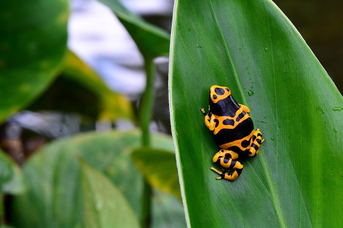 Victoria Butterfly Gardens Ticket - Pricing and Terms