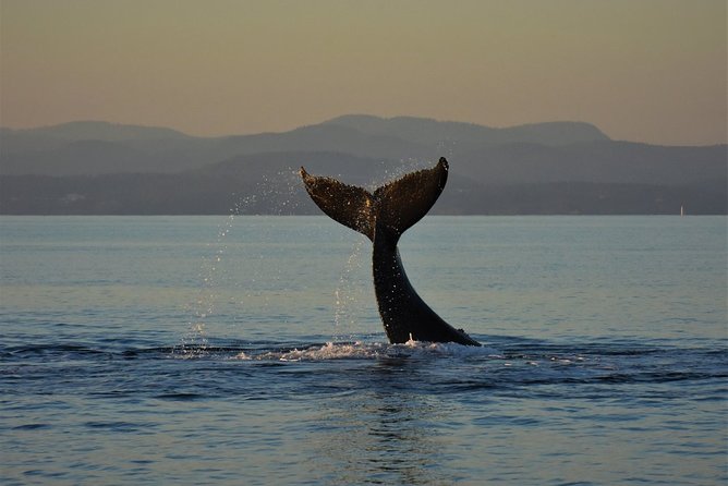 Victoria Sunset Whale-Watching Catamaran Sailing Tour - Crew, Guides, and Naturalists