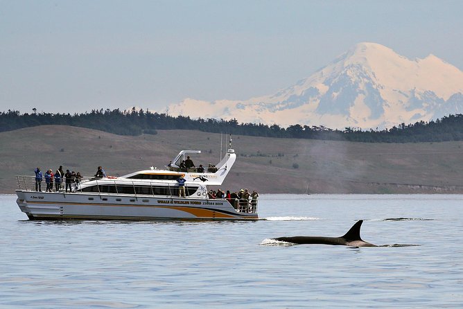 Victoria Whale and Wildlife Cruise - Good To Know