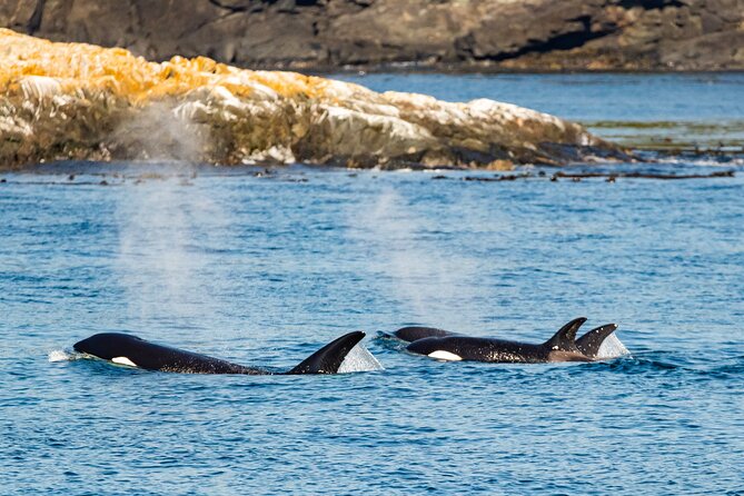 Victoria Whale Watching Tour on a Covered Vessel - Common Questions