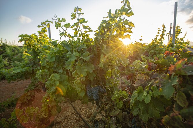 Vineyard Tour With Wine and Cheese Tasting in Fuerteventura - The Sum Up