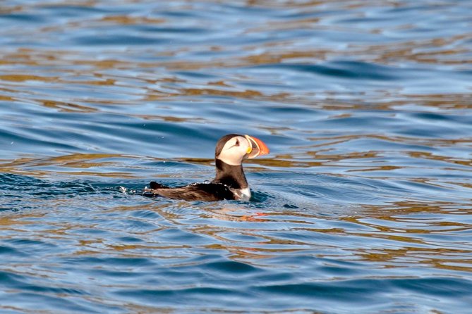 Western Ireland: Dingle Peninsula Small-Group RIB Boat Tour - Good To Know