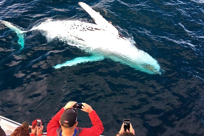 Whale & Dolphin Watching Cruise in Puerto Vallarta All Inclusive - Booking and Participation Information