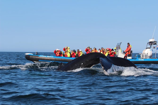Whale Safari and Puffins RIB Boat Tour From Húsavík - Disappointing Sightings and Weather