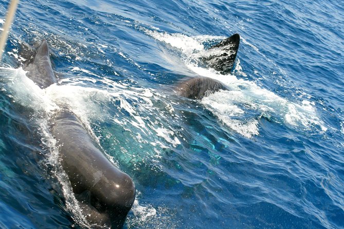 Whale Watching and Dolphin Spotting Cruise - Positive Experience Despite Motion Sickness