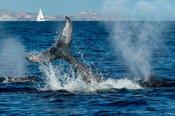 Whale Watching by Zodiac in Cabo San Lucas With Photos Included - Common Questions