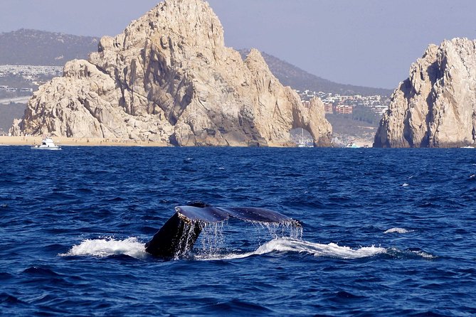 Whale Watching Cruise in Cabos San Lucas and Ground Transportation - Ground Transportation Options
