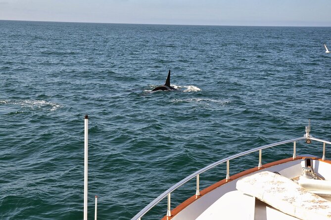 Whale Watching & Dolphin Yacht Cruise - The Sum Up