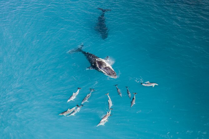 Whale Watching Expedition - Common Questions