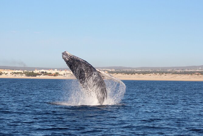 Whale Watching in Cabo San Lucas: Sightseeing Cruise and Shopping - Common Questions