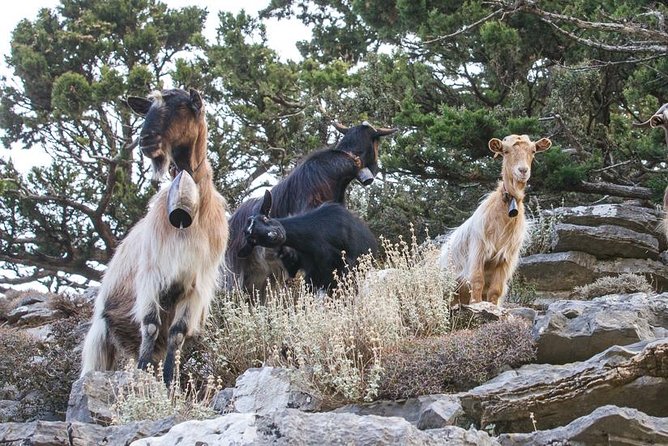 White Mountains - Semi Private Safari Tour With Tastings & Lunch - Wine Tastings