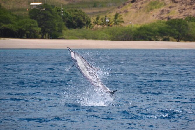 Wild Dolphin Watching and Snorkel Safari off West Coast of Oahu - Common Questions