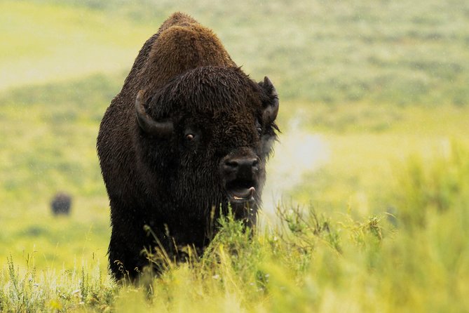Wildlife & Wolf Private Tour With Lunch - Pricing