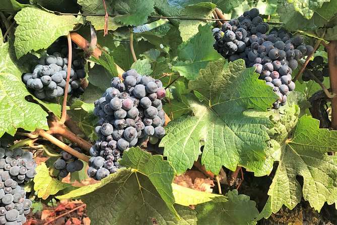 Willamette Valley Wine Tour From Portland (Tasting Fees Included) - The Sum Up