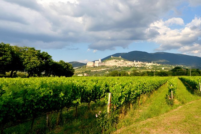 Wine Tasting and Walk in the Vineyard of Assisi - Common Questions