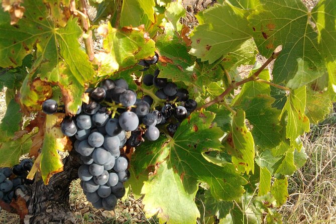 Wine Tour Bandol & Cassis From Marseille - The Sum Up