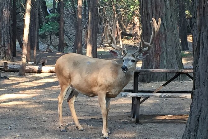 Yosemite Highlights Small Group Tour - The Sum Up