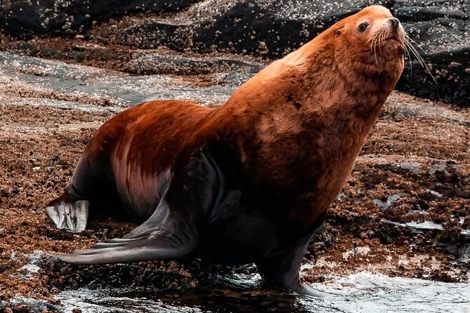Zodiac Marine Wildlife Excursion From Victoria - Additional Information and Resources