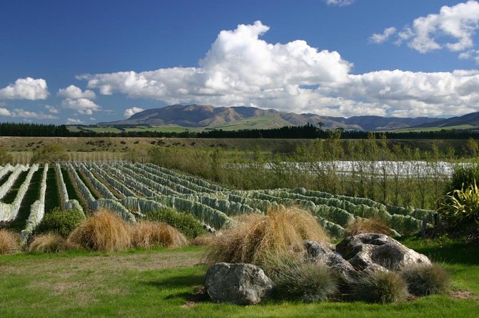 9 Hours Golf Activity in New Zealand With Lunch - Good To Know