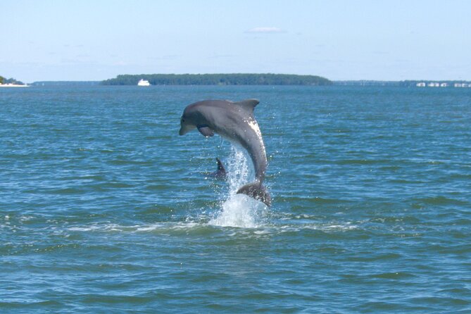 90-Minute Private Dolphin Tour in Hilton Head Island - Good To Know