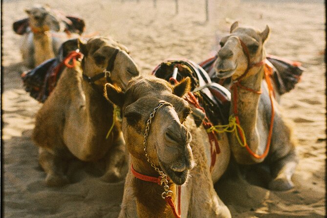 90 Minutes Guided Cultural Camel Riding in Dubai - Good To Know