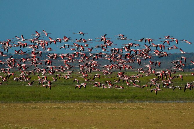 A Day Through the Doñana National Park and the Village of Rocio - Good To Know