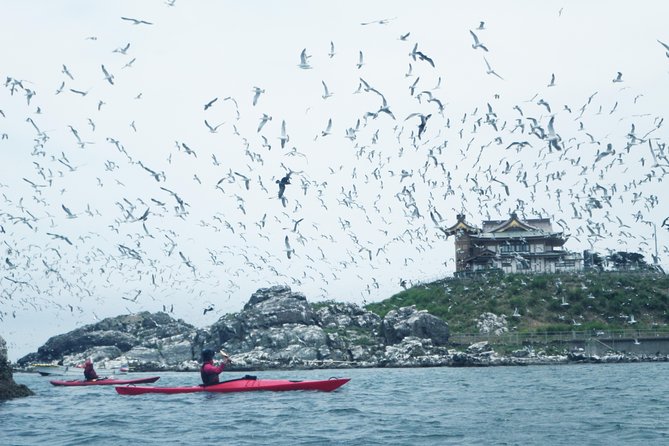 A Sea Kayak Tour of Kabushima Island, the Home of 30,000 Black-Tailed Gulls