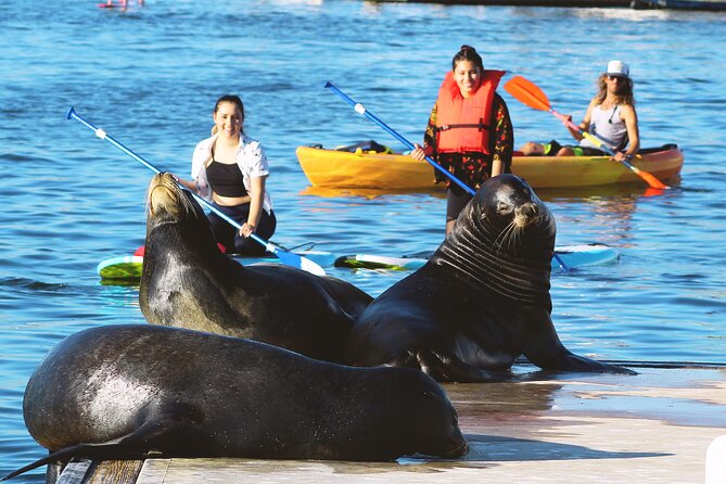 A Small-Group, Marina Del Ray Paddleboard or Kayaking Tour  - Santa Monica - Good To Know