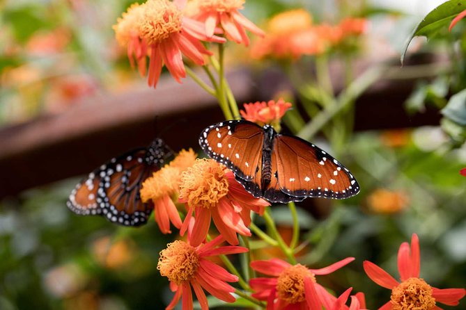 Admission: Natural History Museum of Los Angeles County - Pricing and Value